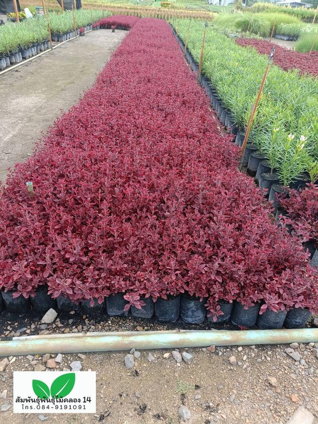 แดงชาลี ต้นแดงชาลี 2