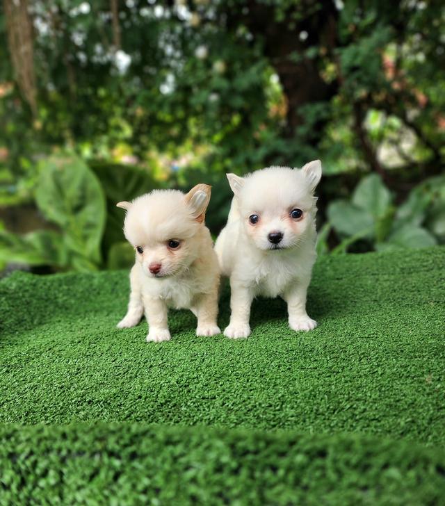 ชิวาว่าแท้ไซส์เล็กอุดรธานี รูปที่ 3