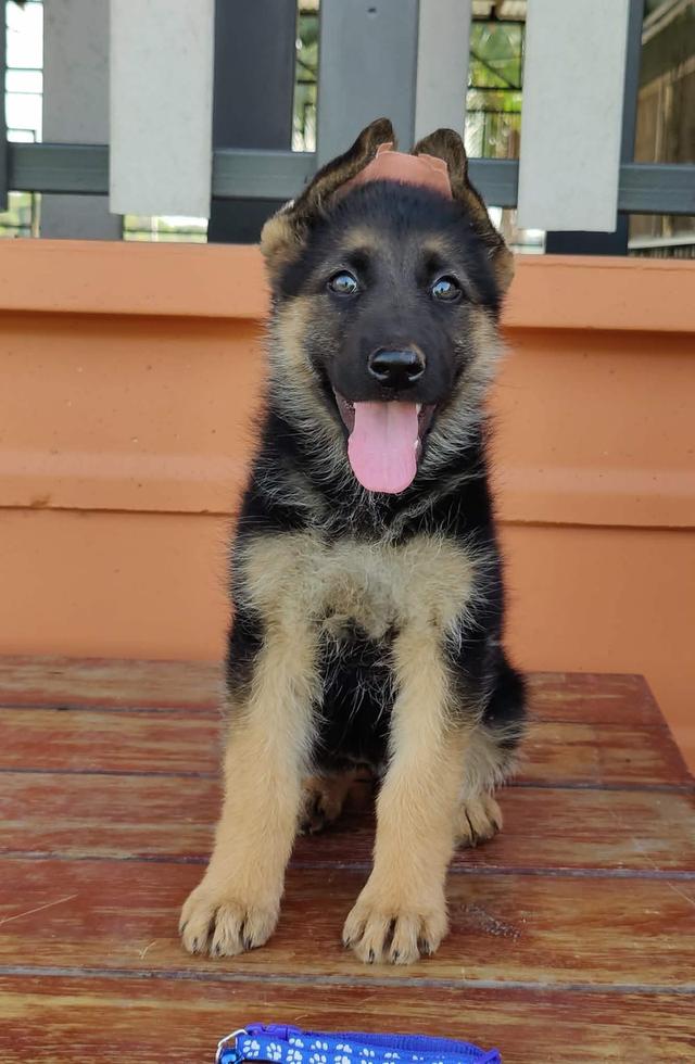 เยอรมันเชพเพิร์ด German Shepherd รูปย่อยที่ 3