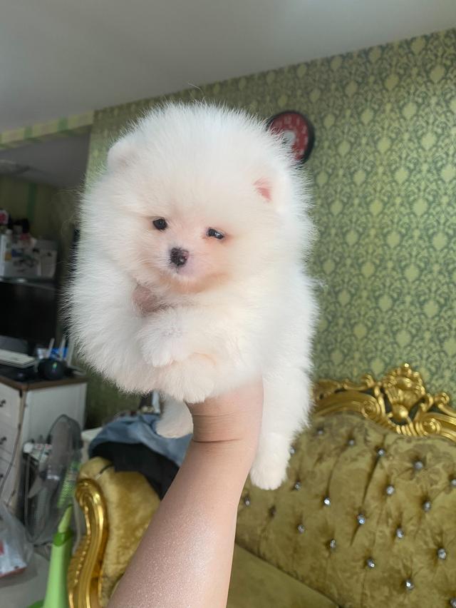 ปอมแท้ อ้วนกลมฟู ขนแน่น พร้อมย้ายบ้าน