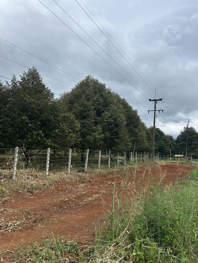 ขายสวนทุเรียน ชำฆ้อ หมู่5 เขาชะเมา 7