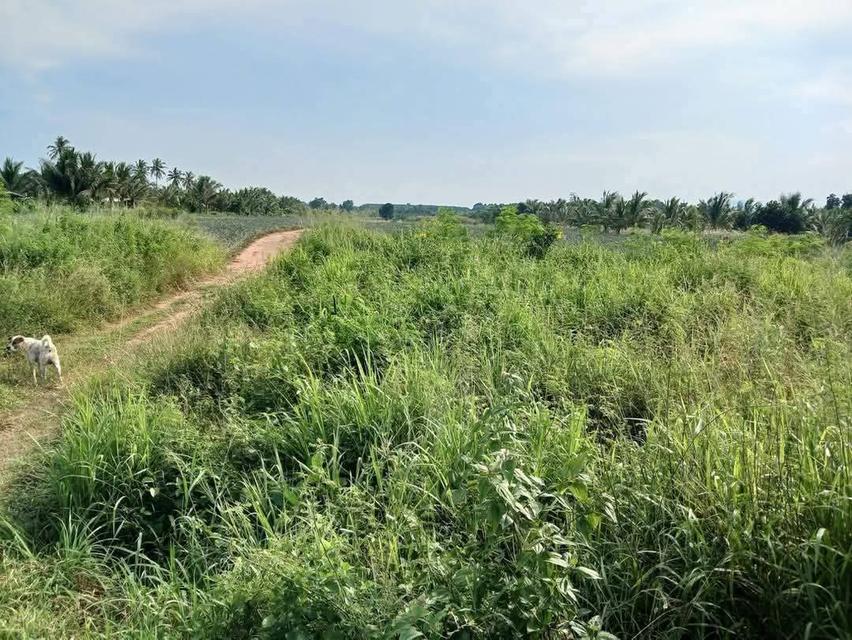 ที่ดินโฉนดครุฑแดงราคาถูกมาก23ไร่เศษ200,000 บาทต่อไร่ต่ำกว่าราคาประเมิน 5