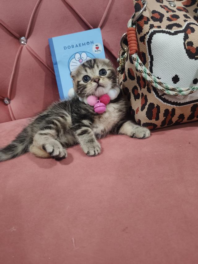 เด็กชาย หูพับ  พร้อมย้ายบ้าน🏡😍😻