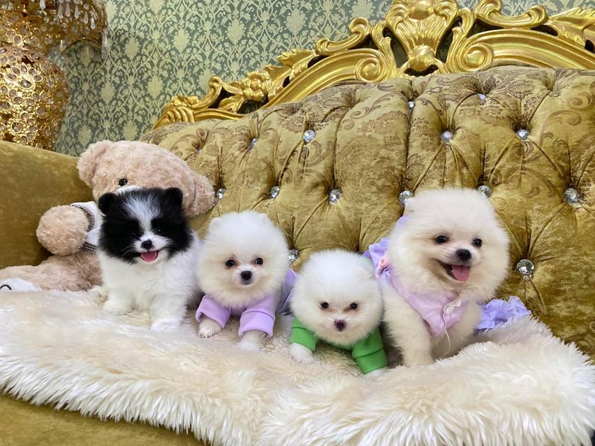 ลูกปอมแท้ พร้อมส่งทุกตัว ราคาเบาๆ สอบถามได้ค่ะ