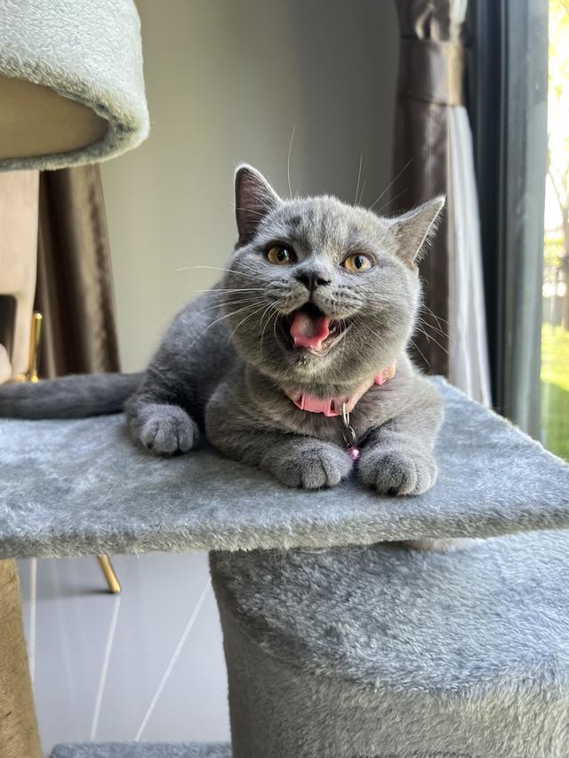 ลูกแมว บริติช ช็อตแฮร์ ใบเพ็ดนอกWCF(British Shorthair)