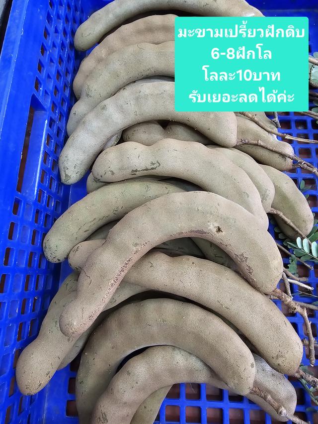 มะขามเปรี้ยวฝักดิบยักษ์