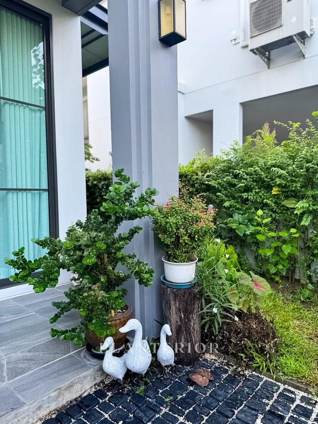 บ้านรามคำแหง 59,000 ให้เช่าเดี่ยว 2 ชั้น  50 ตรว 3 นอน 3 น้ำ 1 ห้องทำงาน  15