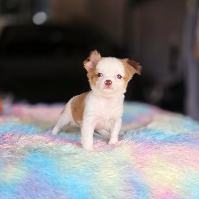 ชิวาวาขนยาวสีแฟนซี