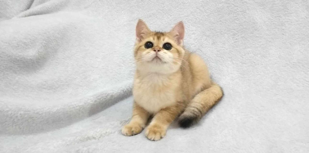 British Shorthair 10