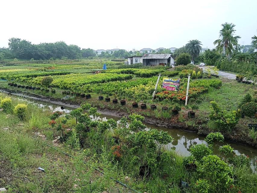 ขายที่ดินแปลงสวย ติดถนนบางม่วง - บางคูลัด เนื้อที่ 13-3-4 ไร่  อำเภอบางกรวย จังหวัดนนทบุรี เหมาะทำโครงการจัดสรร 6