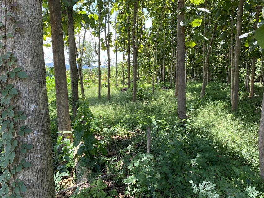 ที่ดินใกล้เส้นทางรถไฟความเร็วสูงสายใหม่เด่นชัยเชียงของพร้อมต้นสักอายุ 15-20 ปี 2