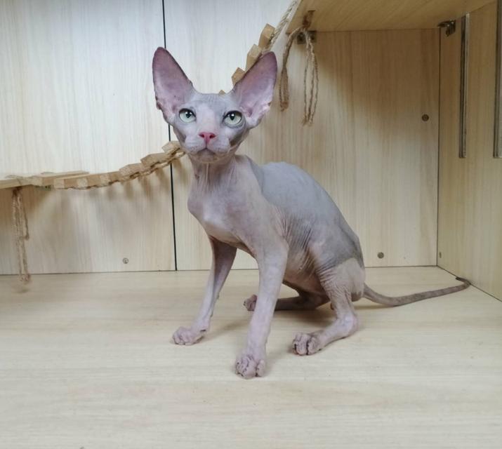 36.แมวสฟิงซ์/เพศผู้ Sphynx Cat/Male รูปที่ 5