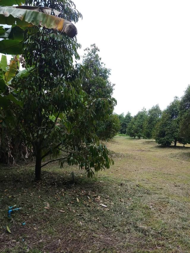 ขาย ที่ดินสวนทุเรียน จังหวัด ระยอง 9