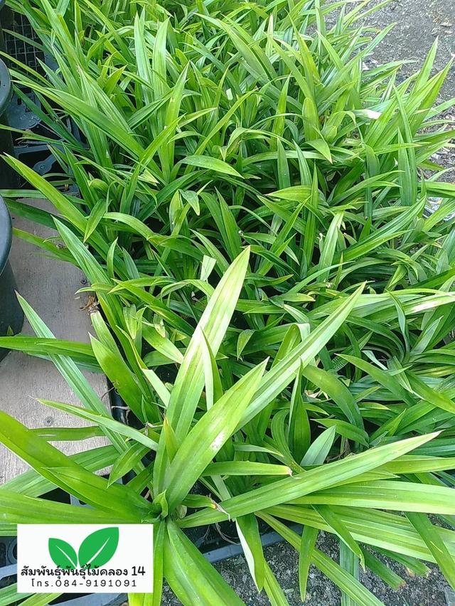 เตยหอม ต้นเตยหอม ต้นเตย รูปย่อยที่ 2