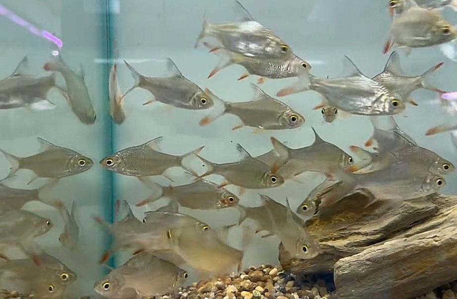 ปลาตะเพียนทองไทย