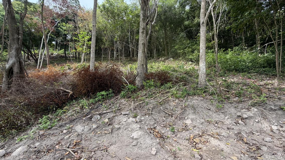 Prime Sunset & Sea View Land for Sale in Koh Samui – A Rare Investment Opportunity! 6
