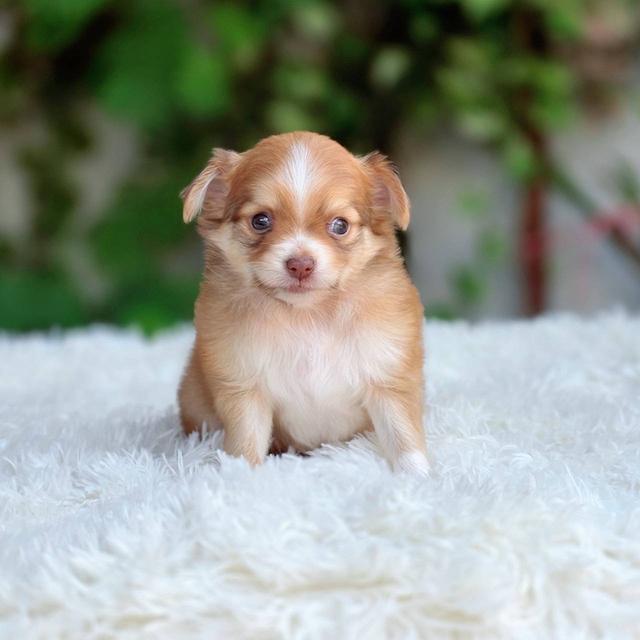 ชิวาวาแท้ ขนยาวเพศผู้ รูปที่ 8