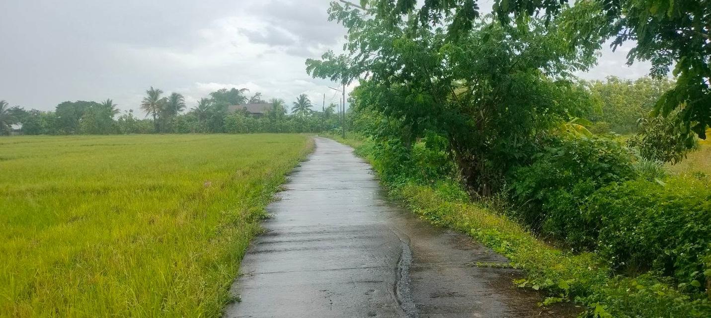 ที่ดินใกล้โรงเรียนนานาชาติเกรซ ใกล้ตัวอำเภอสันป่าตอง รูปที่ 2