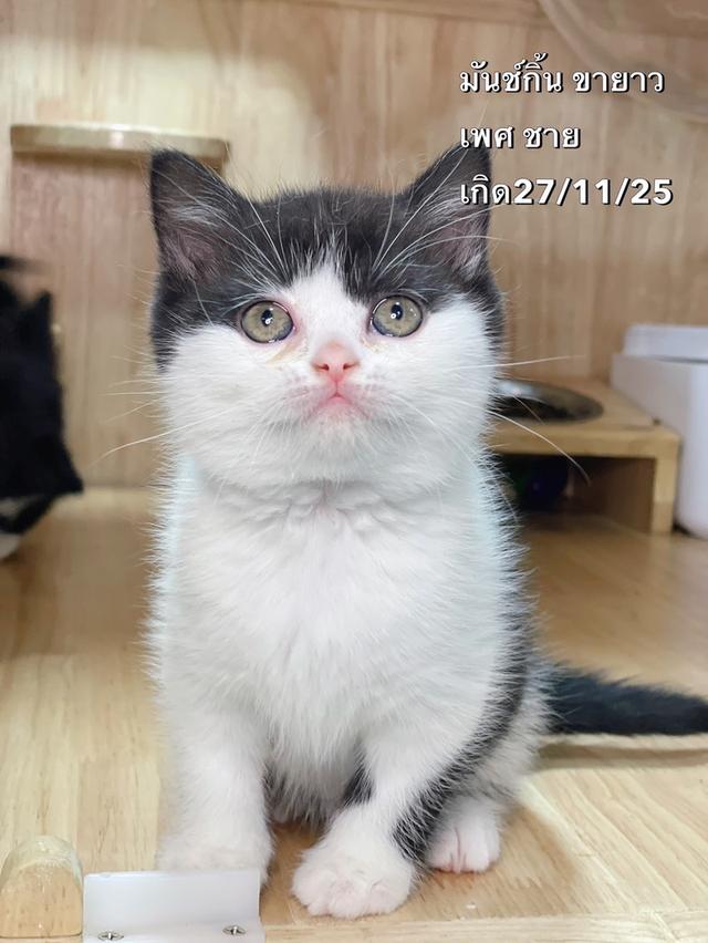 ลูกแมวมันช์กิ้นขายาว พร้อมย้าย รูปที่ 4