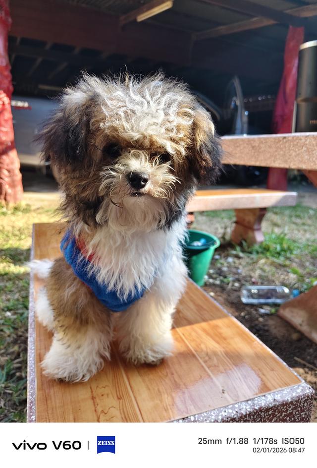 น้องหมา พุดเดิ้ล+ชิสุ รูปย่อยที่ 3