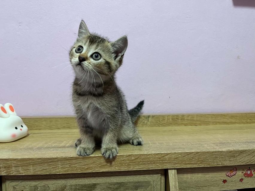บริติชแท้ วัคซีนแล้ว ดญ