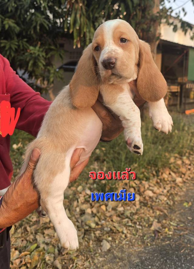 บาสเซ็ตฮาว์ดใบเพ็ดสมาคมพัฒนาพันธุ์สุนัข รูปที่ 4