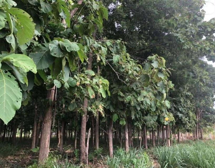 ที่ดินแบ่งขายสุพรรณบุรี 5