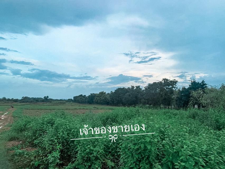 ขายที่ดิน 1