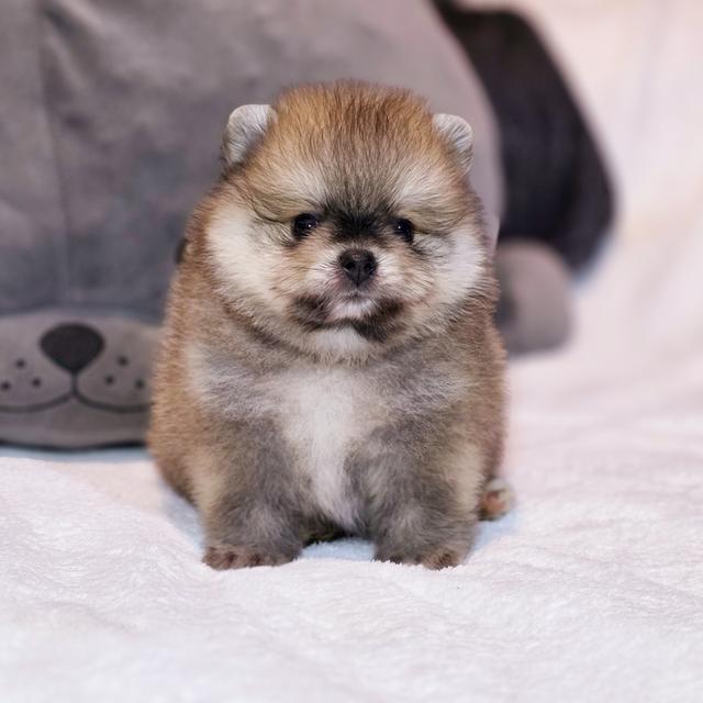 ปอมหมีเพศผู้สุดหล่อพันธุ์แท้พร้อมย้ายบ้าน