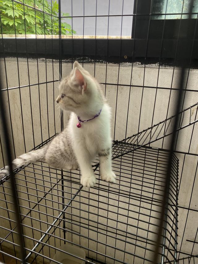 เจ้าชาบู น่ารักมาก 3