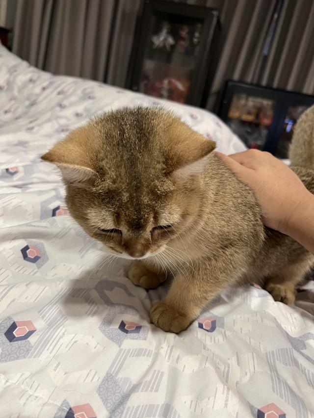 British Shorthair ชาย 7 เดือน ย้ายที่อยู่ต้องขายต่อครับ