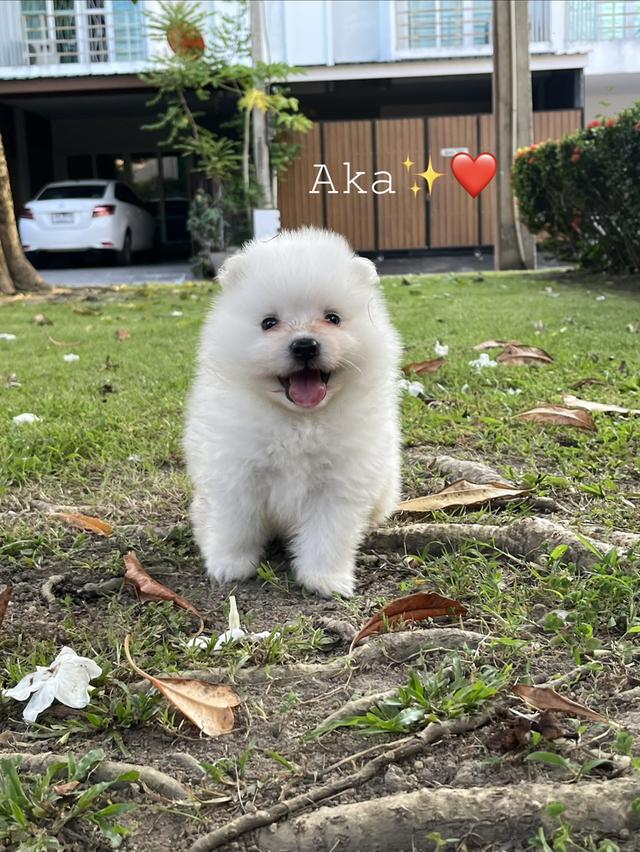 Japanese Spitz (สุนัขพันธุ์สปิตซ์ญี่ปุ่น)