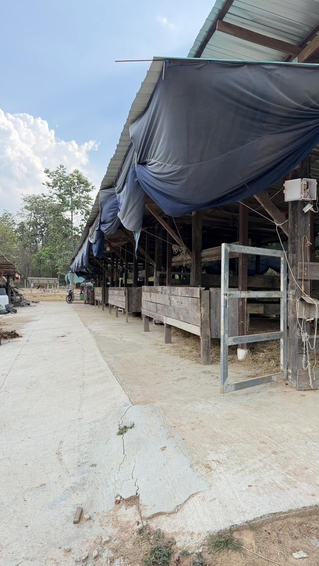 🏡ขายบ้านพร้อมที่ดิน 5 ไร่ — ทำเลทองบ้านสาวะถี จ.ขอนแก่น 9