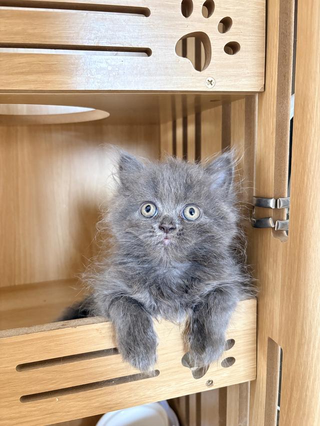 ❌🏠ได้บ้านแล้ว เปอร์เซียแท้ รูปที่ 8