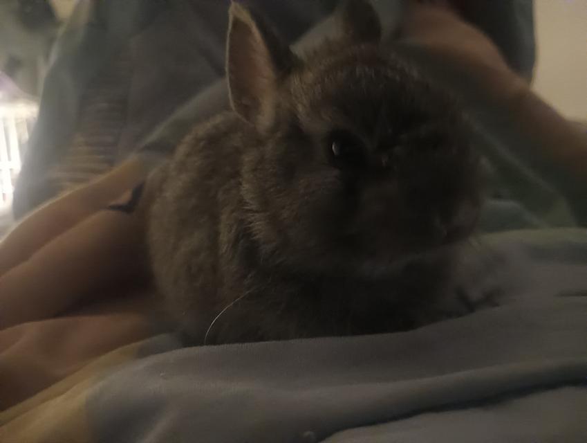 กระต่ายแคระอายุ 3เดือน รูปย่อยที่ 2