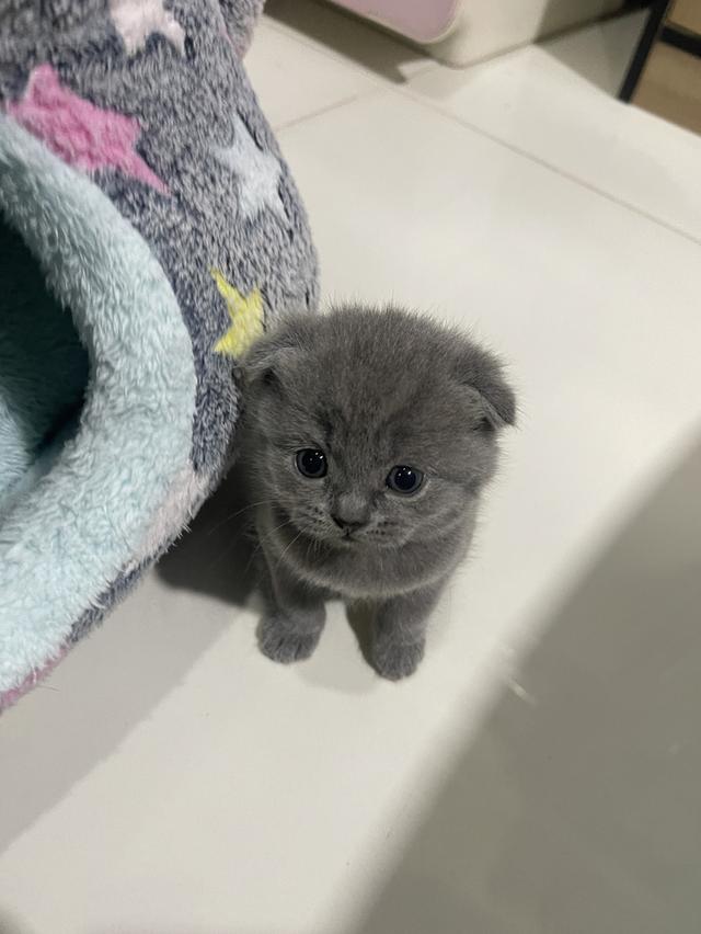 ลูกแมว British Shorthair + Scottish Fold 6