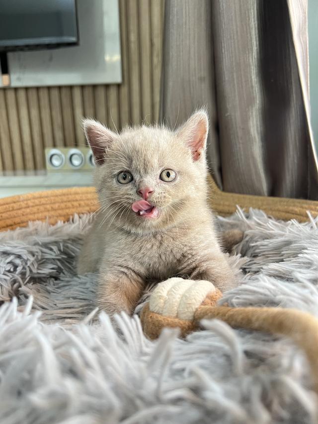 ลูกแมว บริติช ช็อตแฮร์ ใบเพ็ดนอกWCF(British Shorthair) 8