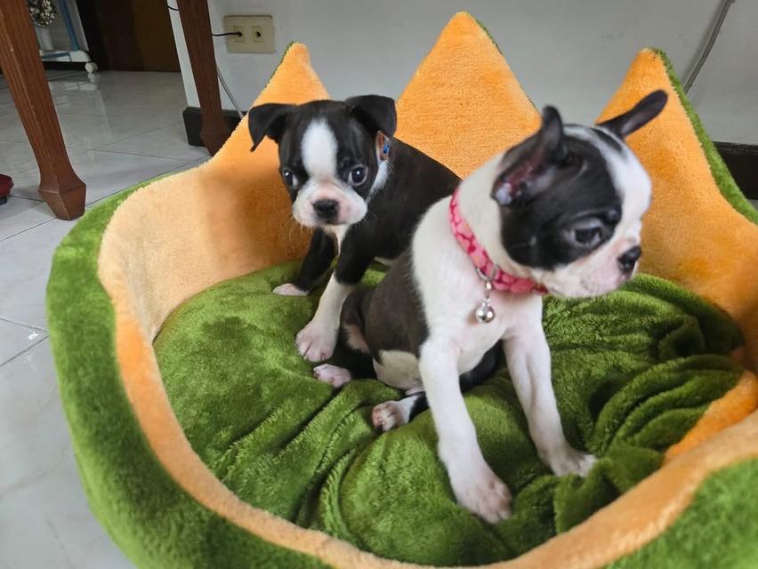 ลูกสุนัข Boston Terrier หาผู้ปกครอง 3