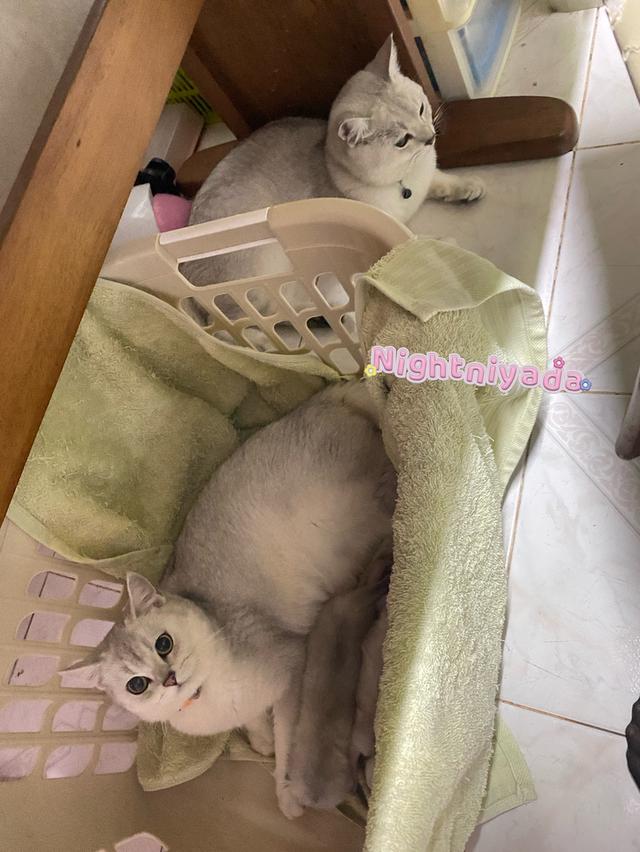พ่อแม่ พันธ์แท้