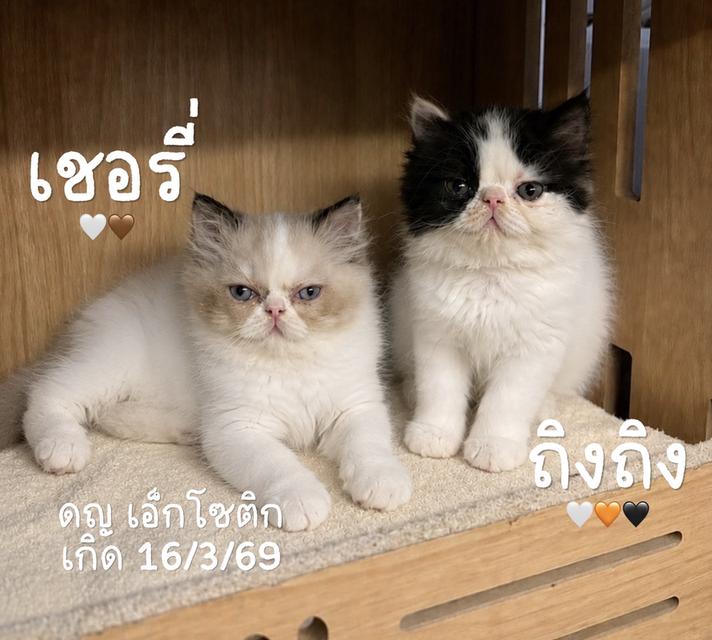 เอ็กโซติกเปอร์เซีย เพศหญิง