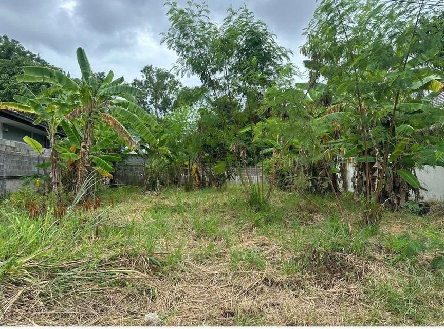 ขายที่ดินหนองปรือ พัทยาถมแล้ว 80 ตรว. ซอยพรประภานิมิตร26 ใกล้อ่างเก็บน้ำมาบประชัน-2.5กม. อ.บางละมุง จ.ชลบุรี 2