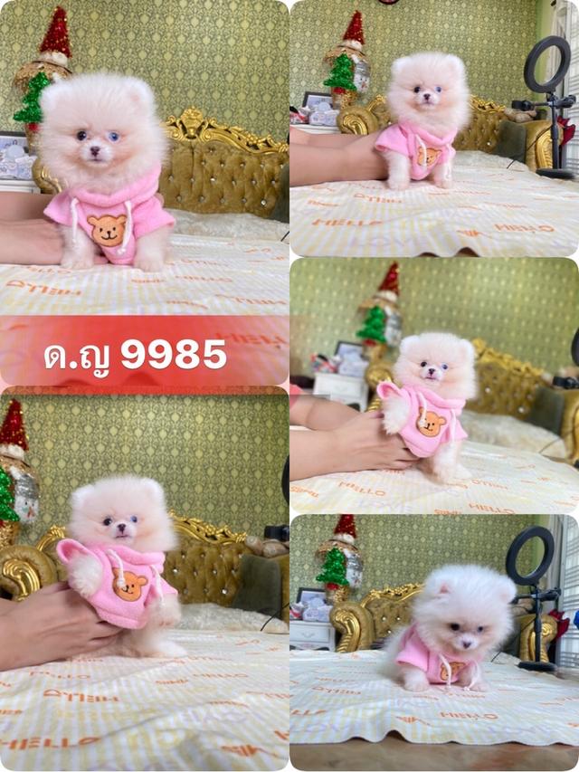 ลูกปอมปอมแท้ อายุ2เดือน มีประกันสุขภาพ 9