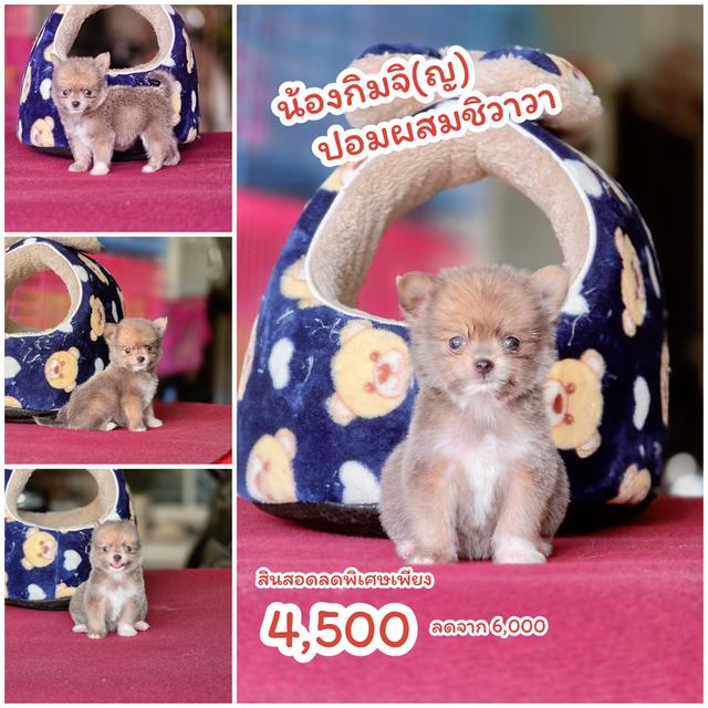 Chihuahua พร้อมย้ายบ้านจ้า
