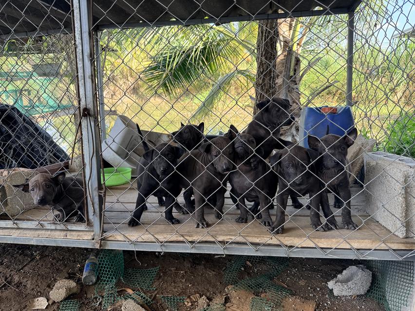 สุนัขไทยหลังอาน เลือด 100% 10