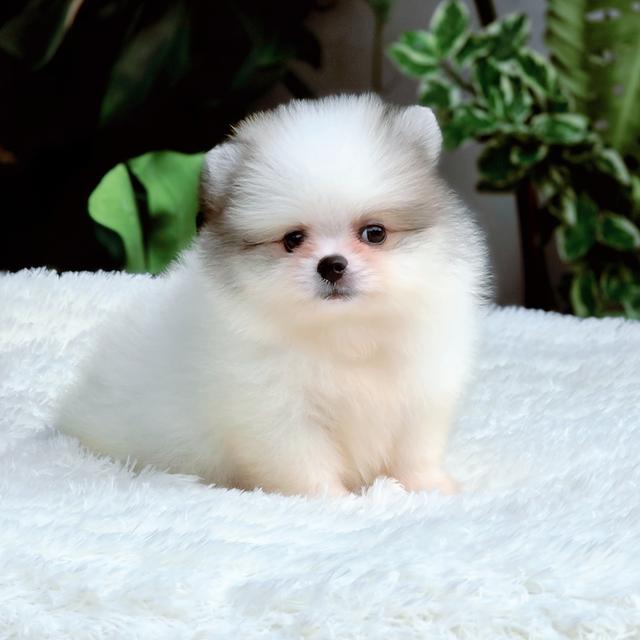 น้องวิลเลี่ยม ปอมหน้าหมีไซส์เล็กสีปาร์ตี้ฟอร์มสวยพร้อมย้ายบ้าน