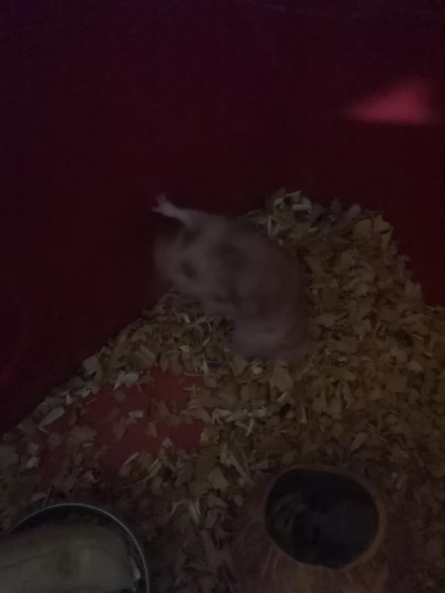 ขาย​หนูแฮม​เตอร์​