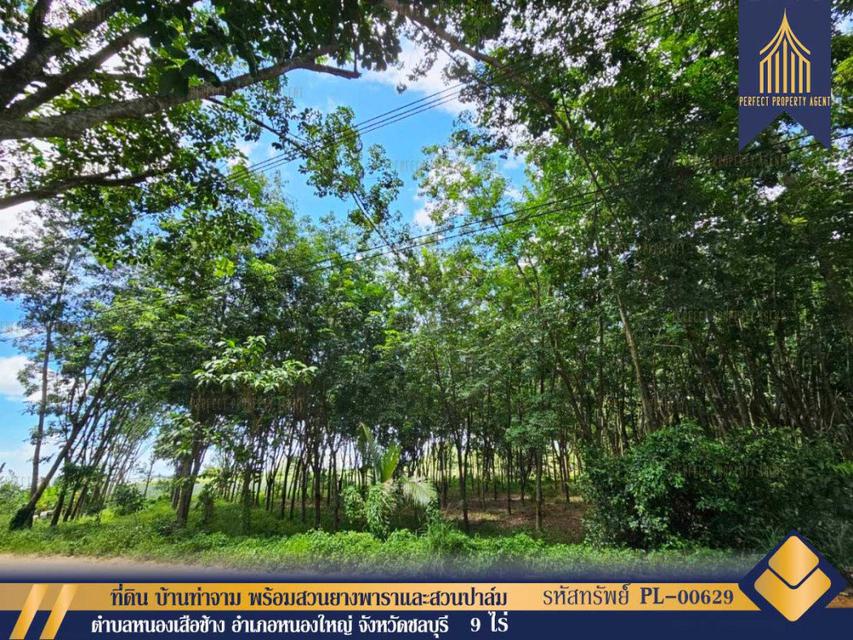 รูป ที่ดิน 9 ไร่ บ้านท่าจาม พร้อมสวนยางพาราและสวนปาล์ม แปลงใหญ่ หนองใหญ่ ชลบุรี