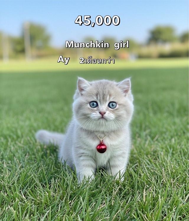 แมวมันช์กิ้น รวมเด็กๆมันช์กิ้นทั้งหมดของฟาร์ม 7