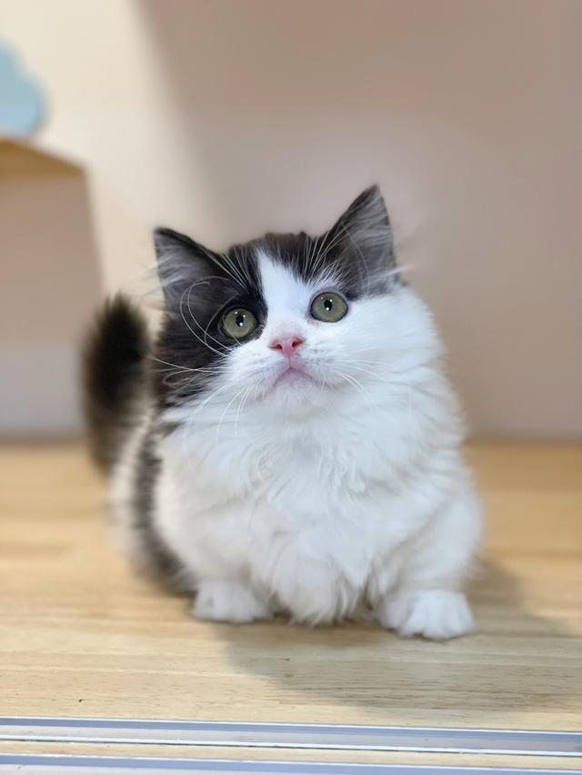 แมวมันช์กิ้นขาสั้น พร้อมย้าย รูปที่ 6