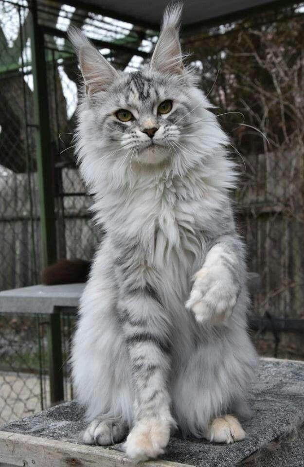 น้องเป็นแมวสก็อตติช โฟลด์ สีเทาสุดน่ารัก 3